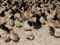Chickens — foto 5
