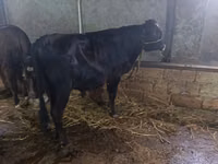 Krowa, Russian Black pied cattle — zdjęcie 5