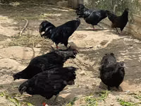 Ayam Cemani — photo 5