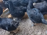 Australorp — foto 5