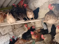 Chickens — foto 6