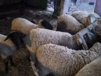 羊（ロット、性別未指定）, Suffolk sheep — 写真 4