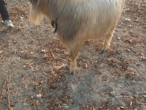 Kozel, Kozy