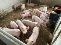 Porcs (lot, sexe non indiqué) — photo 3