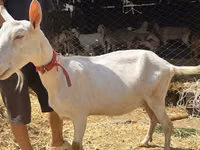 Chèvre, Saanen goat — photo 5