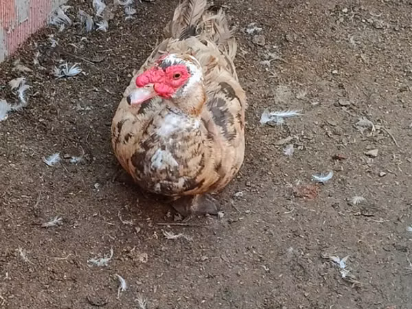 Domestic Muscovy — Ozarbayjon