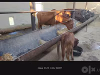 பசு, Simmental cattle — புகைப்படம் 1