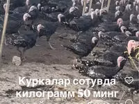 სლოვენიური ვერცხლის ქათამი — ფოტო 1
