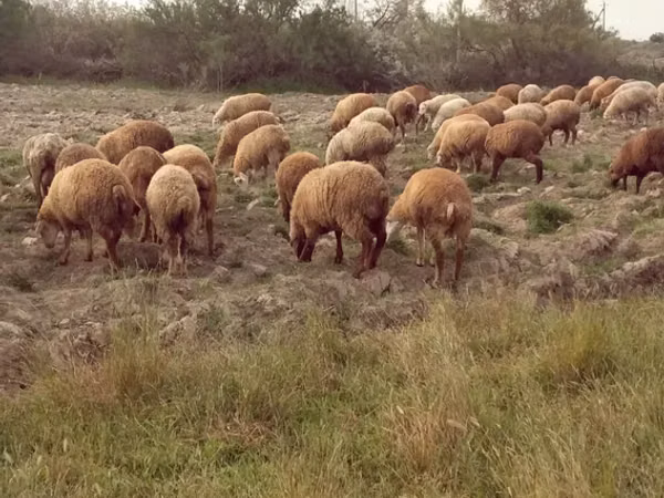 Sheep (batch, sex not specified), Sheep