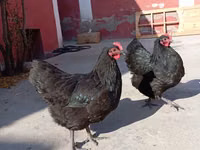 Australorp — foto 8
