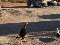 Chickens — foto 4