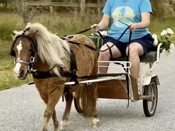 At, Miniature horse