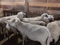 Owca, Owce — zdjęcie 3