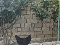 Chickens — foto 3