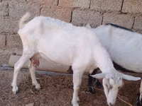 عنزة, Saanen goat — الصورة 3