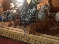 Japonský bantam — foto 3