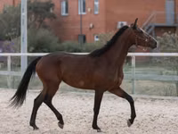 კვიცი, Manipuri pony — ფოტო 4