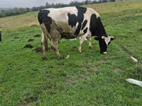 Krowa, Russian Black pied cattle — zdjęcie 5