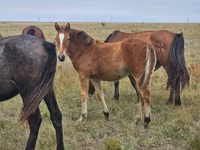 ცხენი, Mugalzhar horse — ფოტო 3