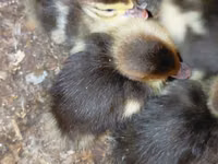 Ducks — ფოტო 3