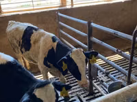 İnek, Holstein ırkı — foto 3
