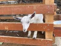 Koza, Fergana goat — zdjęcie 4
