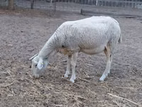 雌羊, Lacaune sheep — 写真 7