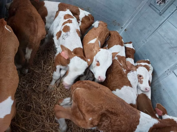 Taureau, Simmental cattle
