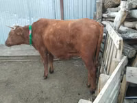 பசு, Latvian Blue cattle — புகைப்படம் 3