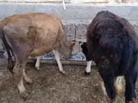 Bull, Cattle — photo 5