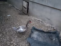 Hausente — Foto 5