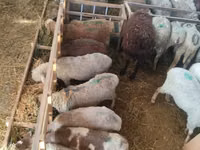Koyun, Beulah Speckled face sheep — foto 3