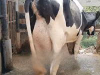 Cow, Holstein breed — photo 2