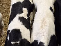 Toro, Raza Holstein — foto 4