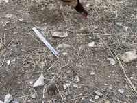Chickens — foto 8