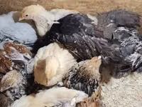 Brahma — foto 5