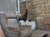 Chickens — foto 4