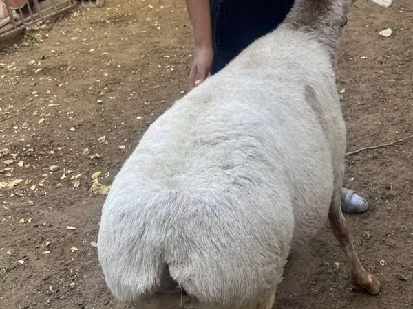 Sheep, Sheep