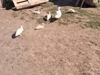 Ducks — photo 3
