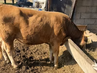 காளை, Simmental cattle — புகைப்படம் 2