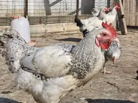 Chickens — zdjęcie 2