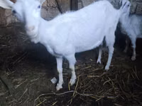ஆண் வெள்ளாடு, Alpine goat — புகைப்படம் 1