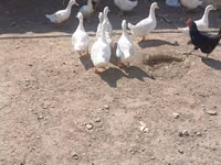 Ducks — الصورة 1