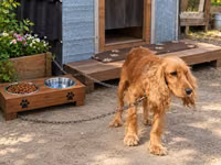 Coker Spaniel 3 yaş təcili satılır.Unvan Maştağa qəsəbəsi — Foto 2