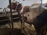Touro, Ukrainian Red Pied Dairy cattle — foto 1
