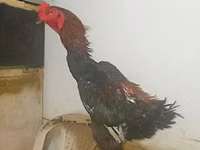 Shamo chickens — foto 6