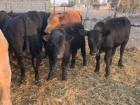 Taureau, Aberdeen-Angus — photo 1
