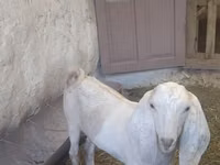 雄ヤギ, Beetal goats — 写真 2