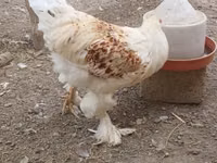 Brahma — foto 1