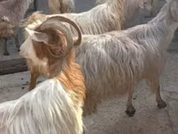 Koza, Kozy — foto 3